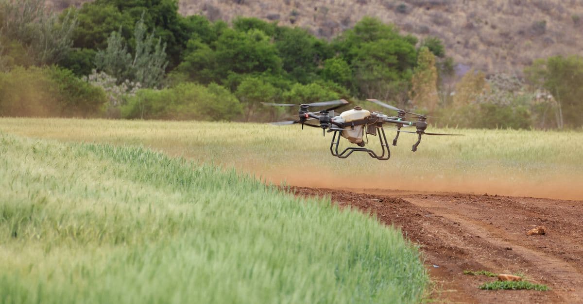 An agricultural spray drone hovering low over a green wheat field beside a dirt track