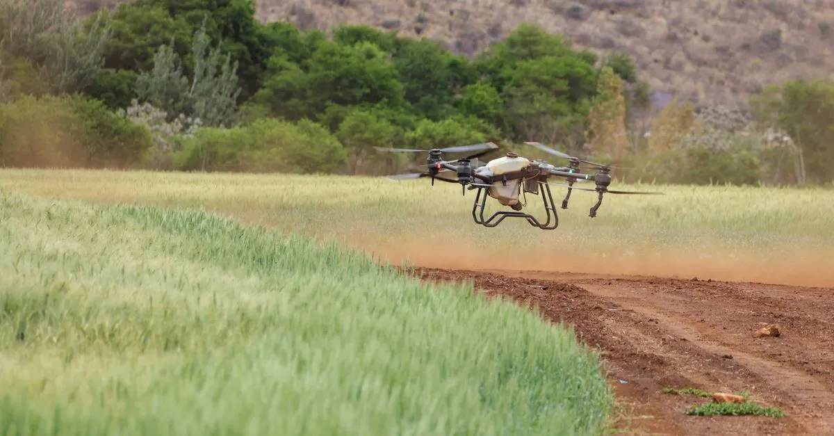 An agricultural spray drone hovering low over a green wheat field beside a dirt track