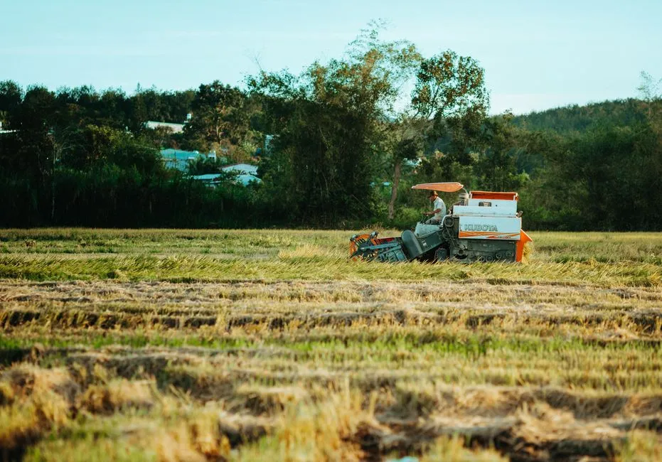 A combine harvester working a grain field at harvest, gathering the ground-truth that calibrates remote sensing